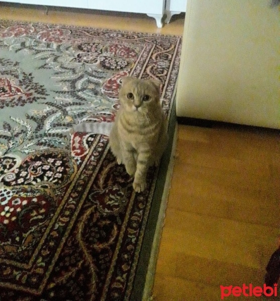 Scottish Fold, Kedi  Balim fotoğrafı