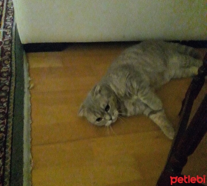 Scottish Fold, Kedi  Balim fotoğrafı