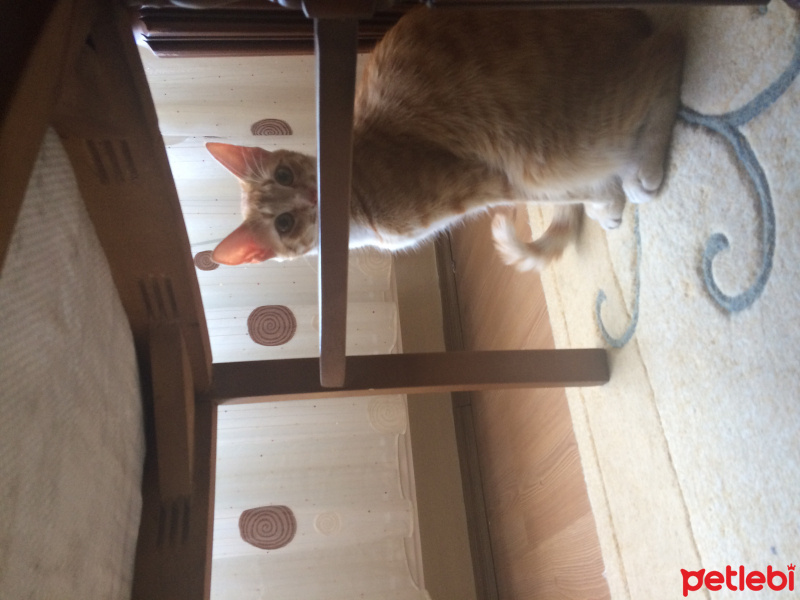 Tekir Kedi, Kedi  Zarife fotoğrafı