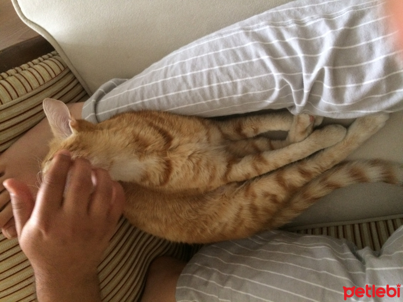 Tekir Kedi, Kedi  Zarife fotoğrafı