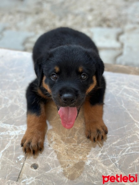 Rottweiler, Köpek  Görmez fotoğrafı