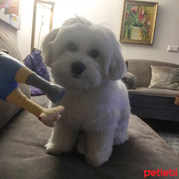 Maltese, Köpek  Fındık fotoğrafı