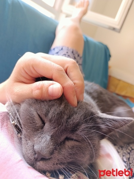 Mavi Rus, Kedi  Bıdık fotoğrafı