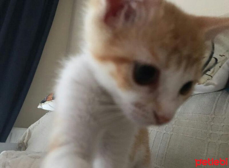 Tekir Kedi, Kedi  Tarçın fotoğrafı