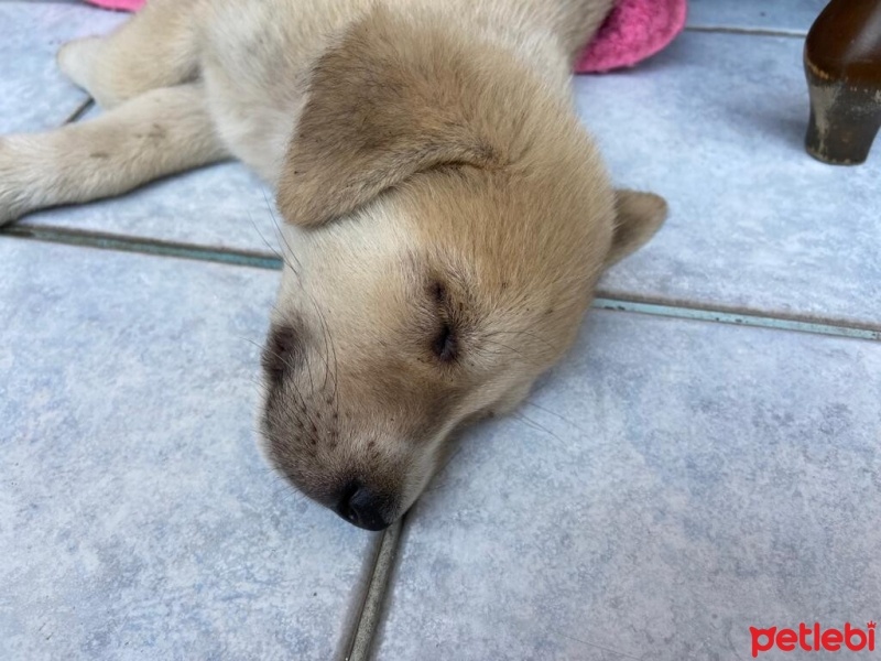 Golden Retriever, Köpek  Leo fotoğrafı