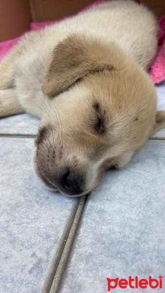 Golden Retriever, Köpek  Leo fotoğrafı