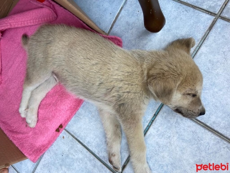 Golden Retriever, Köpek  Leo fotoğrafı