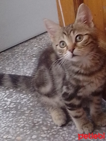 Tekir Kedi, Kedi  Boncuk fotoğrafı