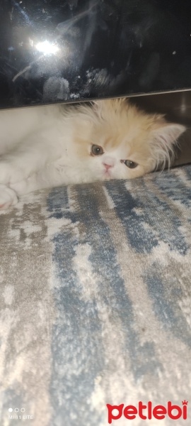 İran Kedisi (Persian), Kedi  Badem fotoğrafı