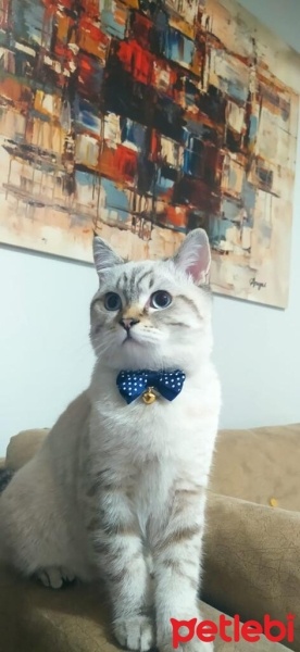 Scottish Fold, Kedi  köpük fotoğrafı