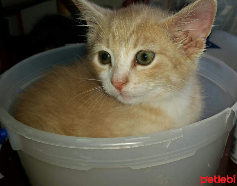 European Shorthair, Kedi  Limon fotoğrafı