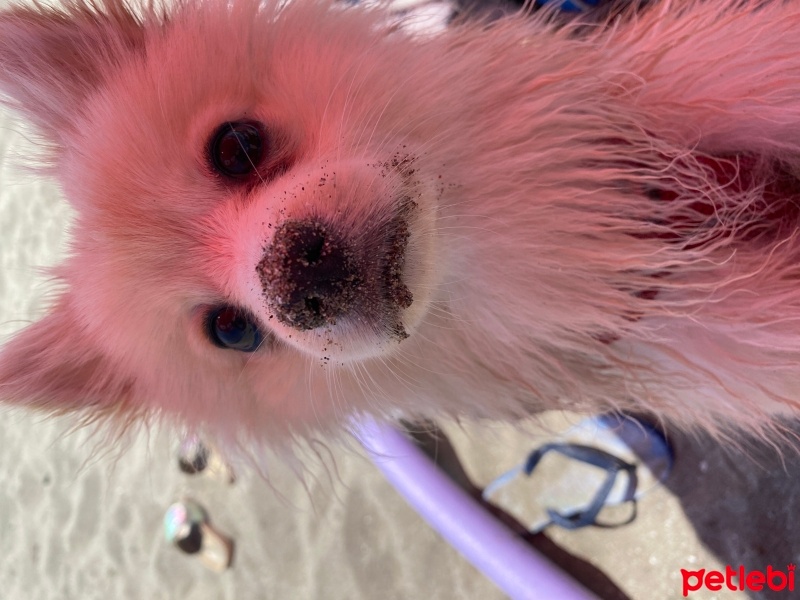 Pomeranyalı, Köpek  Leo fotoğrafı