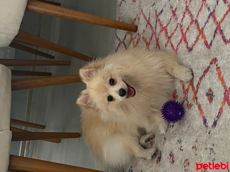 Pomeranyalı, Köpek  Leo fotoğrafı