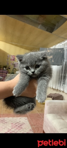 British Shorthair, Kedi  Çavuş fotoğrafı