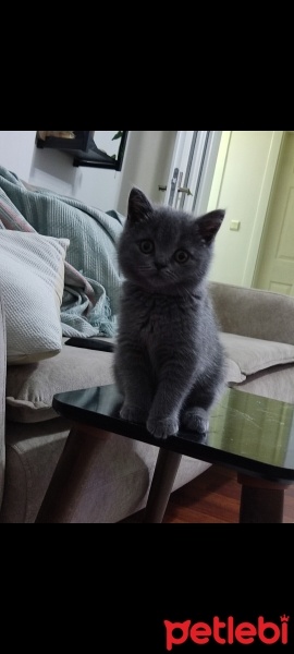 British Shorthair, Kedi  Çavuş fotoğrafı