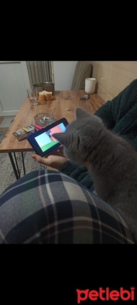 British Shorthair, Kedi  Çavuş fotoğrafı