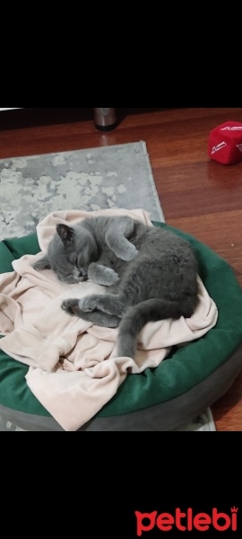British Shorthair, Kedi  Çavuş fotoğrafı