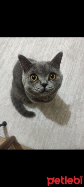 British Shorthair, Kedi  Çavuş fotoğrafı