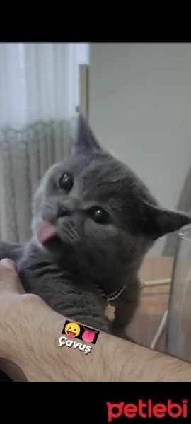 British Shorthair, Kedi  Çavuş fotoğrafı