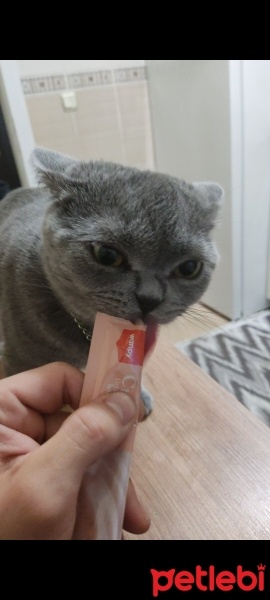 British Shorthair, Kedi  Çavuş fotoğrafı