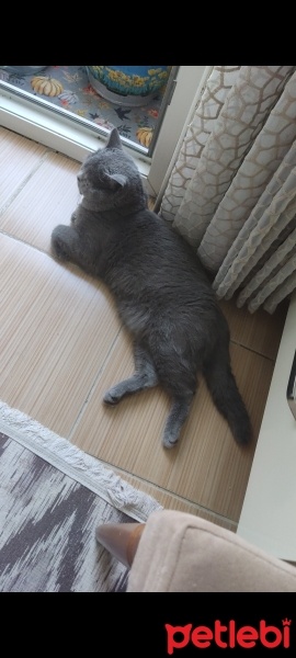 British Shorthair, Kedi  Çavuş fotoğrafı