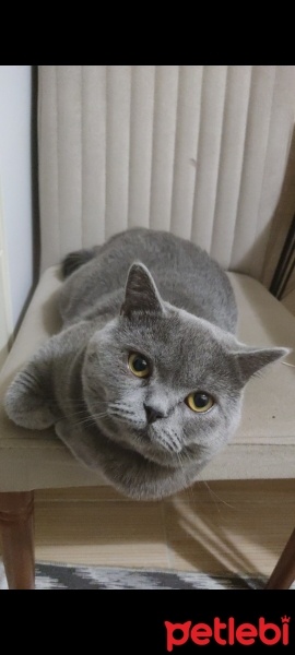 British Shorthair, Kedi  Çavuş fotoğrafı