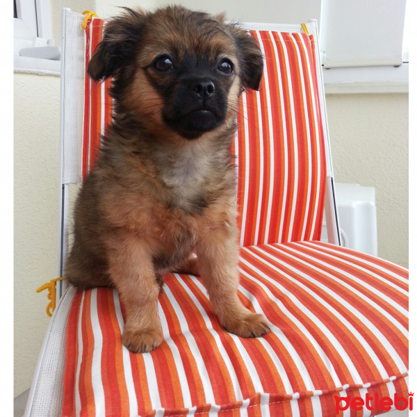 Pekingese, Köpek  Muffin fotoğrafı