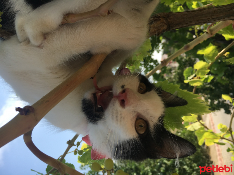 Tekir Kedi, Kedi  mia fotoğrafı