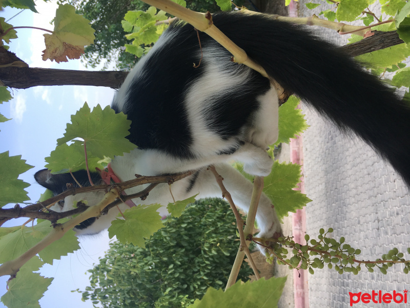 Tekir Kedi, Kedi  mia fotoğrafı