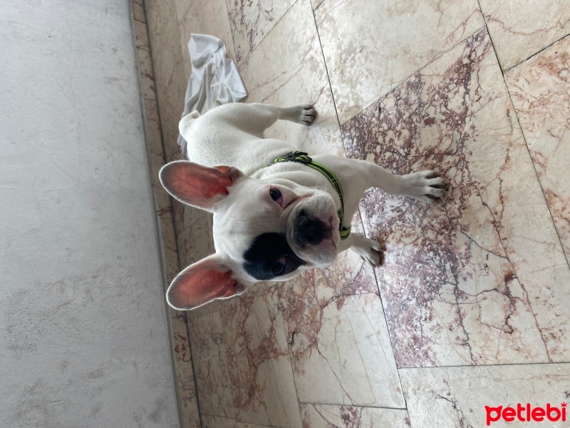 Fransız Bulldog, Köpek  Pablo fotoğrafı