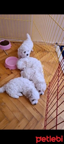 Maltese, Köpek  mia fotoğrafı