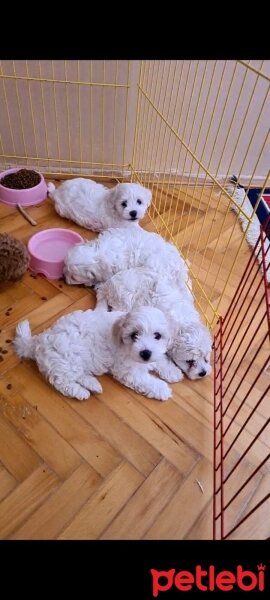 Maltese, Köpek  mia fotoğrafı