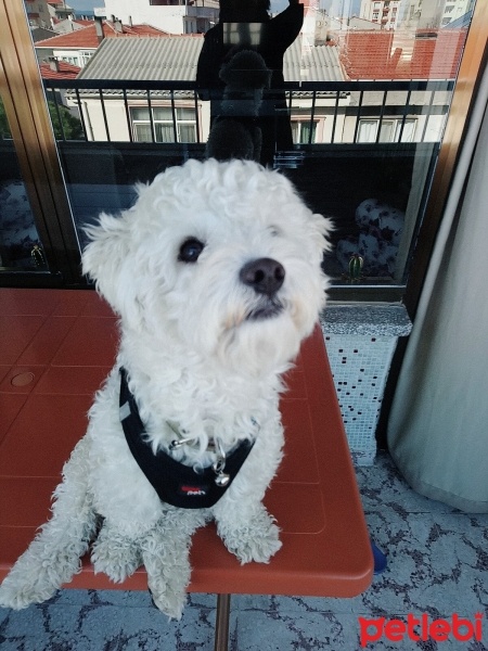 Avustralya Terrier, Köpek  Paşa fotoğrafı