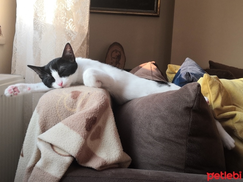 Tekir Kedi, Kedi  Boncuk fotoğrafı