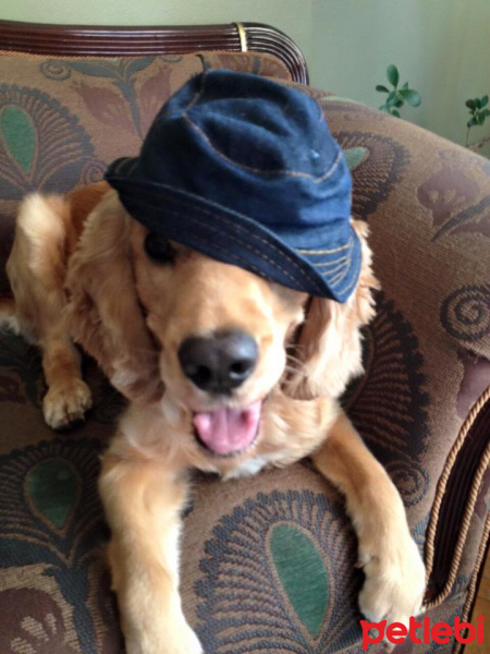 Amerikan Cocker Spaniel, Köpek  Ares fotoğrafı