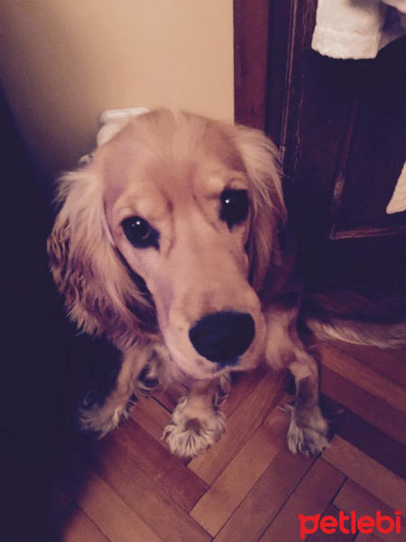 Amerikan Cocker Spaniel, Köpek  Ares fotoğrafı