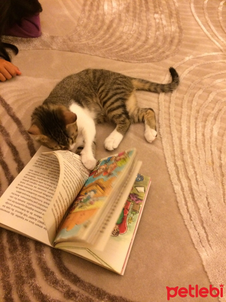 Tekir Kedi, Kedi  Masum fotoğrafı