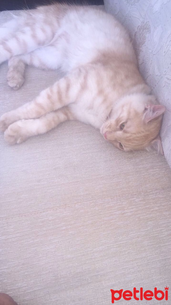 American Wirehair, Kedi  Miço fotoğrafı