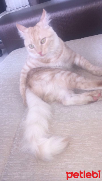 American Wirehair, Kedi  Miço fotoğrafı