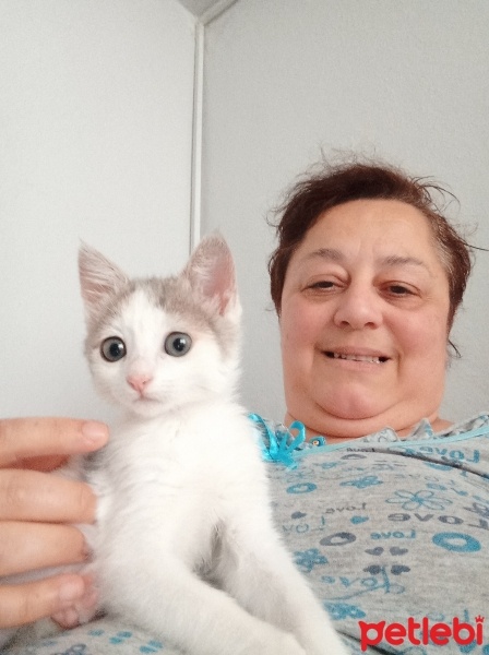 Sarman, Kedi  Boncuk fotoğrafı