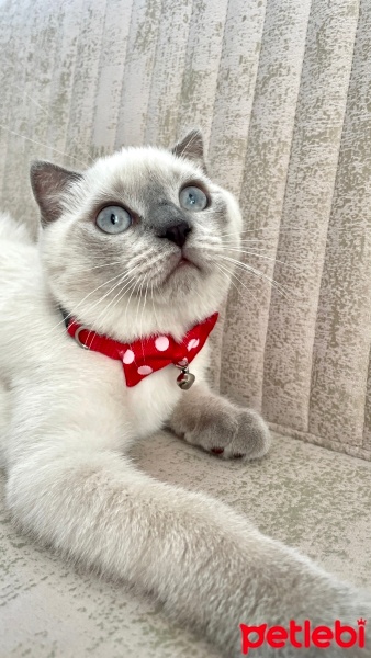 Scottish Fold, Kedi  Bulut fotoğrafı