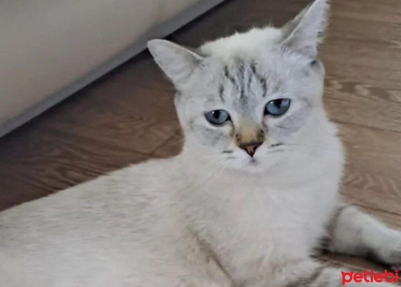 British Shorthair, Kedi  LUNA fotoğrafı