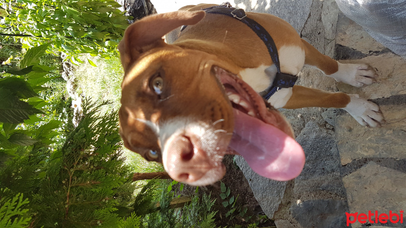 Boxer, Köpek  Toprak fotoğrafı