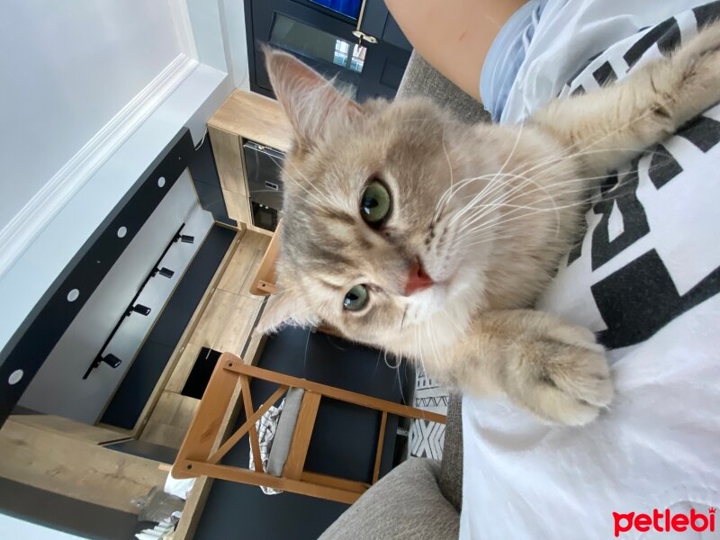 British Shorthair, Kedi  Leon fotoğrafı