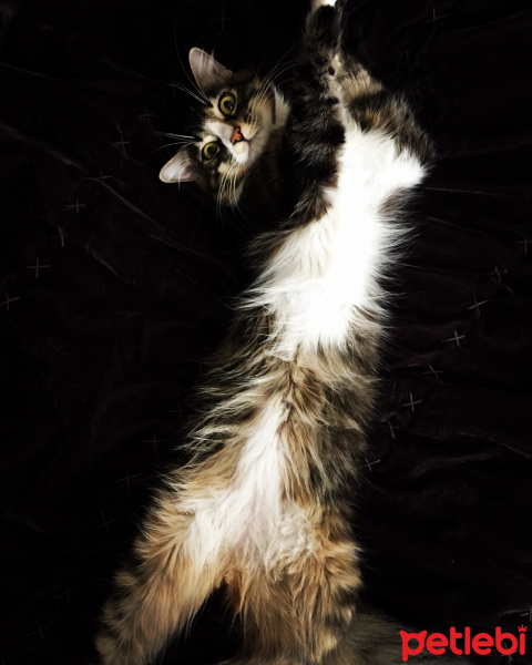 Tekir Kedi, Kedi  Füfü fotoğrafı