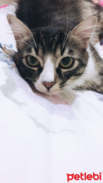 Tekir Kedi, Kedi  Füfü fotoğrafı