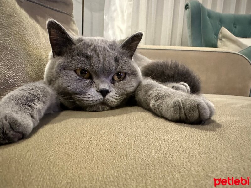 British Shorthair, Kedi  Hera fotoğrafı