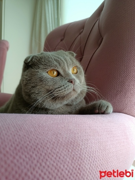 Scottish Fold, Kedi  Ares fotoğrafı