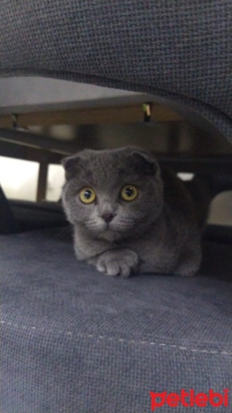 Scottish Fold, Kedi  Şila fotoğrafı