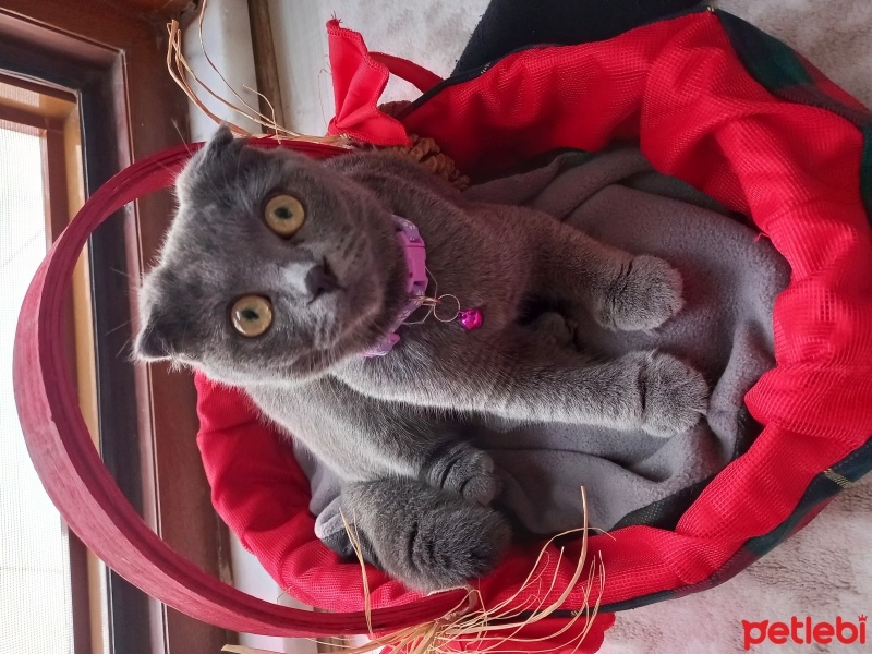 Scottish Fold, Kedi  Şila fotoğrafı
